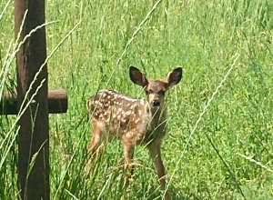 fawn at hotel